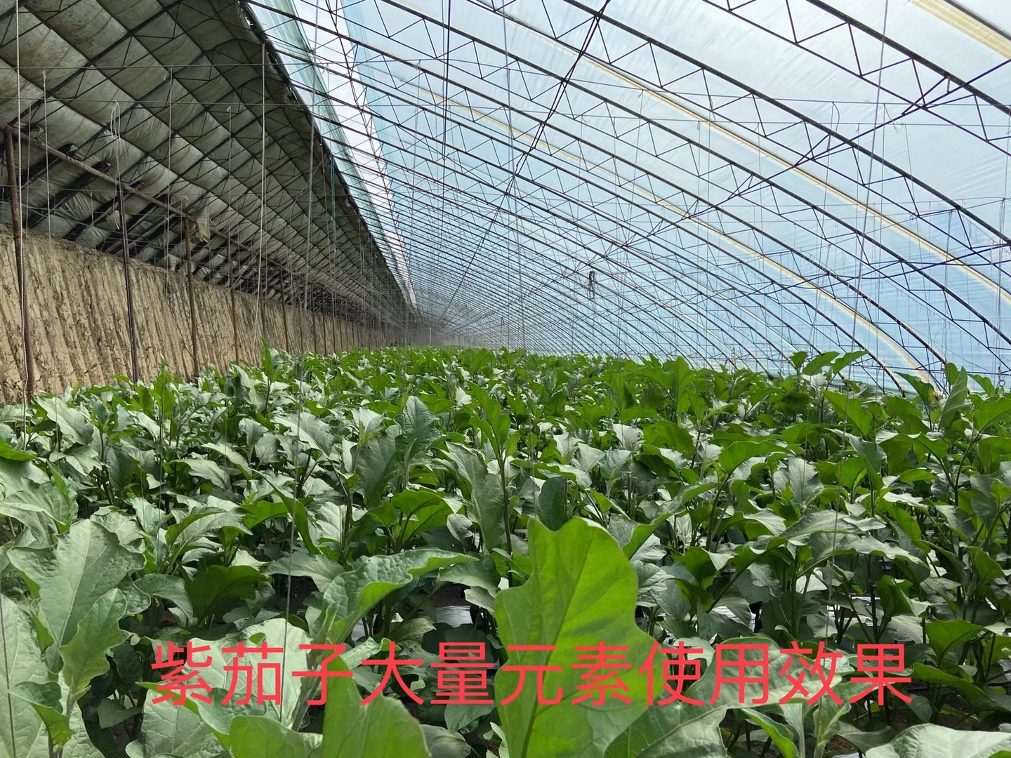 立杉水溶肥的效果怎么樣？看看在茄子上效果反饋
