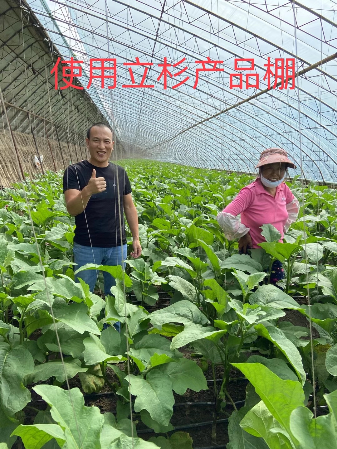 <a href=http://www.getitglobal.cn target=_blank class=infotextkey>上海立杉</a>水溶肥在北方暖棚茄子上的效果反饋2