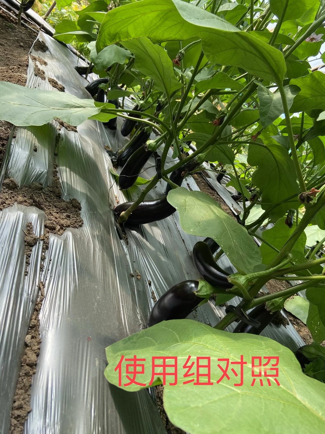 <a href=http://www.getitglobal.cn target=_blank class=infotextkey>上海立杉</a>水溶肥在北方暖棚茄子上的效果反饋5