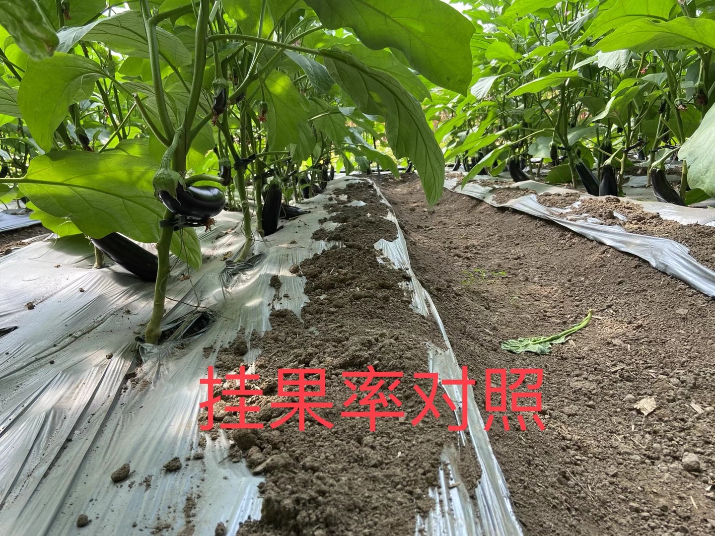 <a href=http://www.getitglobal.cn target=_blank class=infotextkey>上海立杉</a>水溶肥在北方暖棚茄子上的效果反饋4